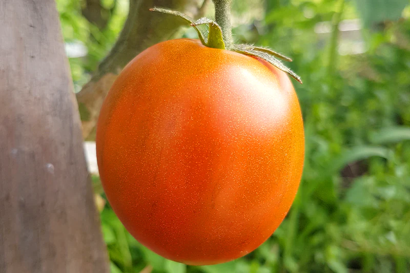 naturalnyy-tomat
