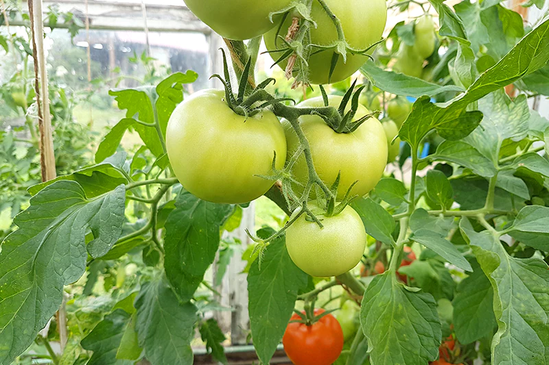 tomat-na-vetke